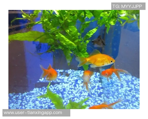 今日趣图:探讨鱼缸中的咸水鱼与淡水鱼共存的可能性与挑战 今日趣图:探讨鱼缸中的咸水鱼与淡水鱼共存的可能性与挑战